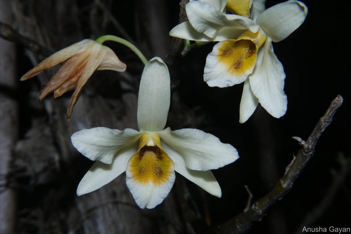 Trichoglottis